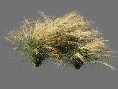 Ornamental Grasses With Slender Green And Light Yellow Leaves In Decorative Clumps 3d model
