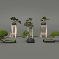 Multiple Bonsai Plants Featuring Curved Branches Green Foliage Placed on Wooden Stands and Ground