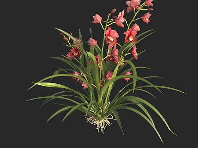 Thriving Flowering Plant Showcasing Pink Flowers Long Green Leaves and Visible Roots 3d model