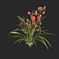 Thriving Flowering Plant Showcasing Pink Flowers Long Green Leaves and Visible Roots