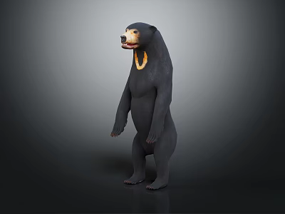 Black Bear Standing in Upright Pose With Yellow Chest Marking on Dark Background 3d model