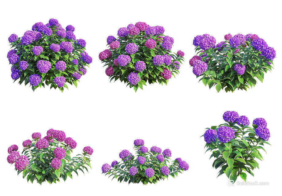 Various Types of Purple and Pink Hydrangeas with Green Leaves for Garden 3d model 