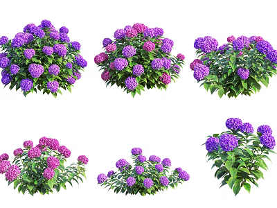 Various Types of Purple and Pink Hydrangeas with Green Leaves for Garden 3d model