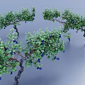 Green Vines With Lush Green Leaves And Blue Berries On Curved Stems