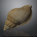 Brown Spiral Conch Shell With Textured Surface On Dark Background Reflection