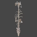 Detailed Dinosaur Skeleton Anatomical Display With Vertebrae Ribs And Limbs