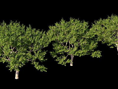 Lush Green Arbor Trees With Healthy Foliage Strong Trunks And Dense Canopies 3d model