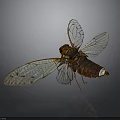 Detailed Cicada With Transparent Wings Red Eyes And Intricate Body Texture