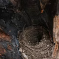 Bird Nest Inside Tree Hollow With Charred Trunk And Peeling Bark 3d model