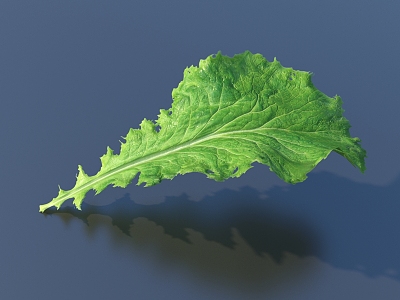 vegetable leaf food mustard model