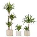 Green Leafy Potted Plants of Various Heights in Light Ceramic Pots for Indoor Decor