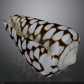Decorative Conch Shell With White And Brown Spotted Pattern For Home Decor