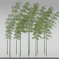 Tall Green Bamboo Plants With Lush Leafy Foliage In Natural Landscape