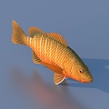 goldfish ornamental fish pet fish koi carp 3d model