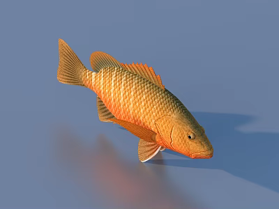 Vibrant Orange Striped Aquatic Fish With Shiny Scales On Blue Background 3d model
