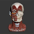Medical Device Human Head Anatomy Model With Muscle And Skeleton Structure 3d model