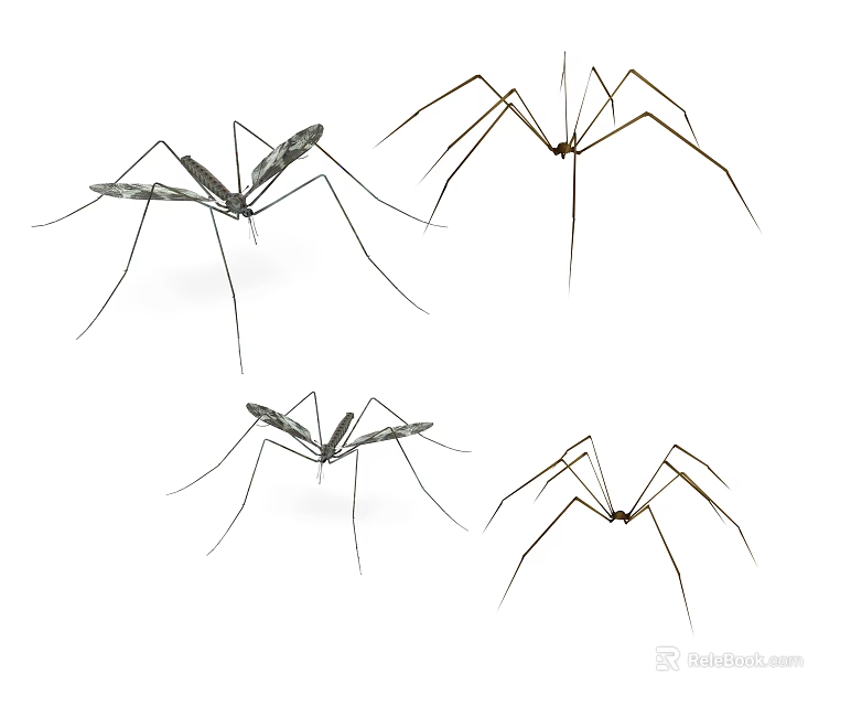 Flying Insect Mosquitoes With Long Legs And Transparent Wings On White Background 3d model 