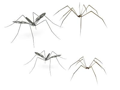 Flying Insect Mosquitoes With Long Legs And Transparent Wings On White Background 3d model