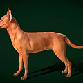 Brown Dog Standing In Alert Posture With Sleek Coat On Green Background