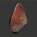 Red And Orange Striped Shellfish Shell With Shiny Surface On Black Background 3d model