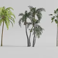 Tree Planter with Various Palm Trees and Green Foliage for Outdoor Landscape