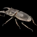 modern beetle insect 3d model