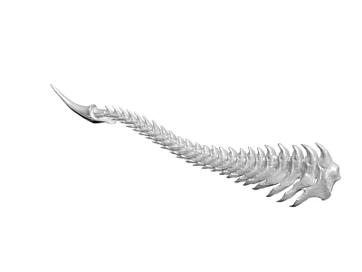 Elongated Fish Spine Skeleton Structure With Connected Vertebrae On White Background 3d model
