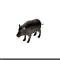 Wild Boar Displaying Shaggy Fur Open Mouth And Standing Posture In Natural Habitat