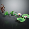 Aquatic Plants With Lotus Flowers Lily Pads And Reflections On Dark Water Surface