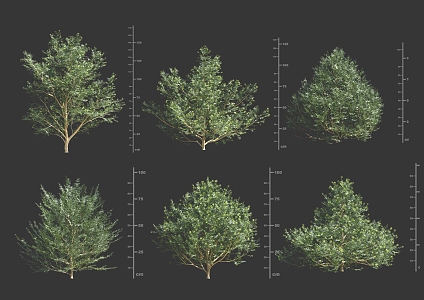 Taxus shrub 3d model