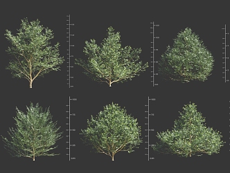 Taxus shrub 3d model