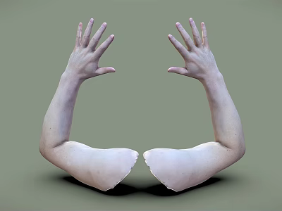 Human Severed Arms With Open Palms Facing Upwards Against Green Background 3d model