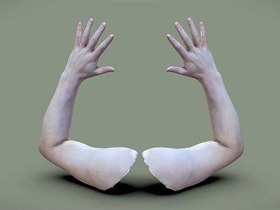 Human Severed Arms With Open Palms Facing Upwards Against Green Background 3d model