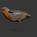 Small Bird With Spread Wings Orange Chest And Gray Wings On White Background
