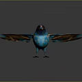 Vibrant Flying Bird With Blue Head Orange And Blue Feathers On Wings Against Gray Background