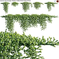 Decorative Vines with Lush Green Leaves and Hanging Trailing Foliage for Garden or Interior Decoration