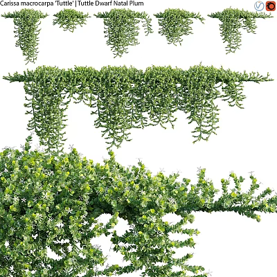 Decorative Vines with Lush Green Leaves and Hanging Trailing Foliage for Garden or Interior Decoration 3d model