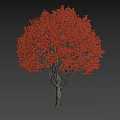 Deciduous Tree With Vibrant Red Foliage And Tall Trunk In Natural Scene