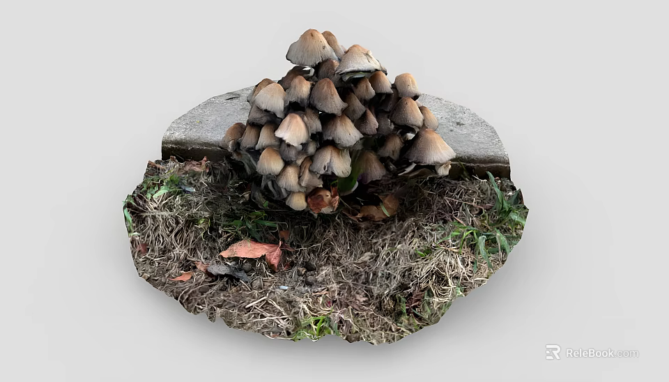 Fresh Organic Mushrooms Growing On Stone Slab With Soil And Grass 3d model 