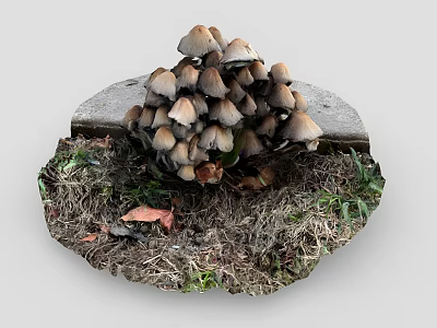 Fresh Organic Mushrooms Growing On Stone Slab With Soil And Grass 3d model