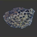 Aquatic Coral Polyps Forming Vibrant Honeycomb Reef Structure with Reflections 3d model