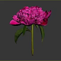 Vibrant Pink Peony Flower With Green Leaves And Stem On Dark Background