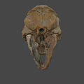Ancient Fossil Skull With Detailed Bone Structure And Prehistoric Features 3d model