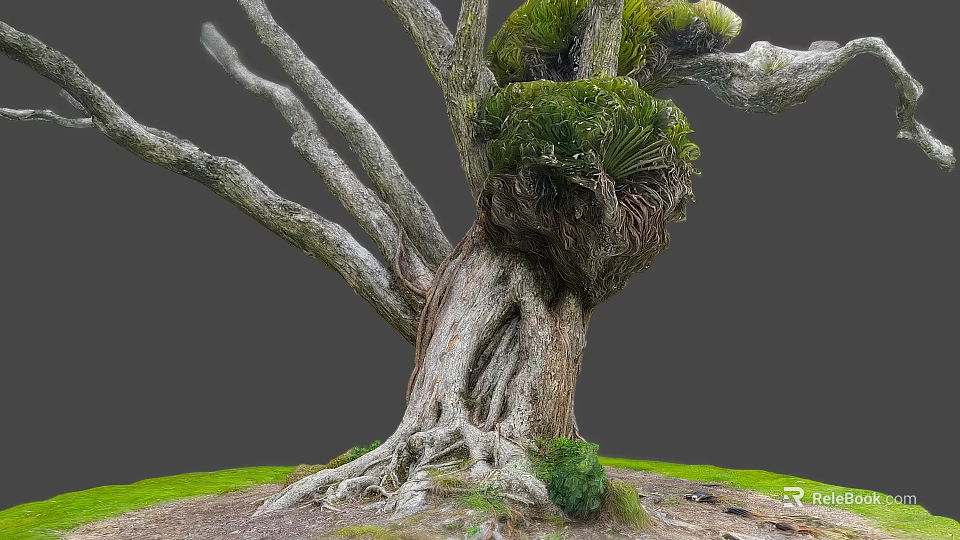 Majestic Wooden Tree Trunk Featuring Exposed Roots And Lush Green Ferns On Grassy Ground 3d model 