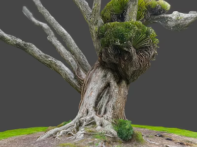 Majestic Wooden Tree Trunk Featuring Exposed Roots And Lush Green Ferns On Grassy Ground 3d model