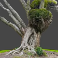 Majestic Wooden Tree Trunk Featuring Exposed Roots And Lush Green Ferns On Grassy Ground