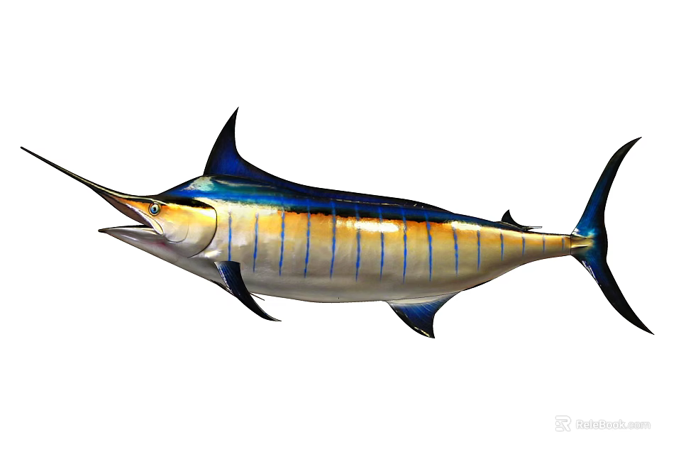 Sailfish Aquatic Animal With Streamlined Body Blue Yellow Coloration And Long Bill 3d model 