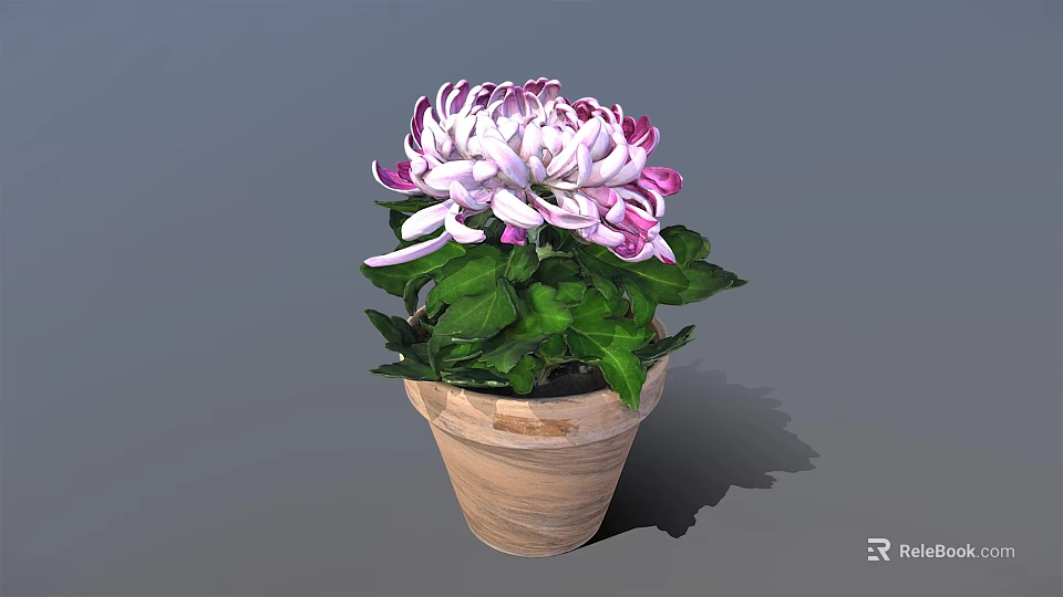 Purple And White Chrysanthemum With Green Leaves In Terracotta Pot 3d model 