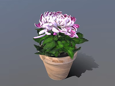 Purple And White Chrysanthemum With Green Leaves In Terracotta Pot 3d model