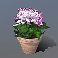 Purple And White Chrysanthemum With Green Leaves In Terracotta Pot